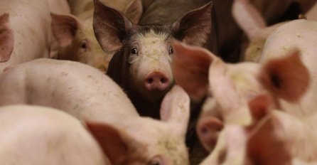 U Republici Srpskoj se pojavila svinjska kuga