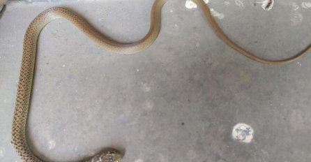 Zbog ugriza otrovnice u SKB Mostar hospitalizirana tri pacijenta