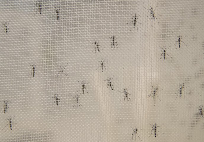 Pospite ovu tečnost po kući: komarci,  ose i stršljenovi od nje bježe kao ludi