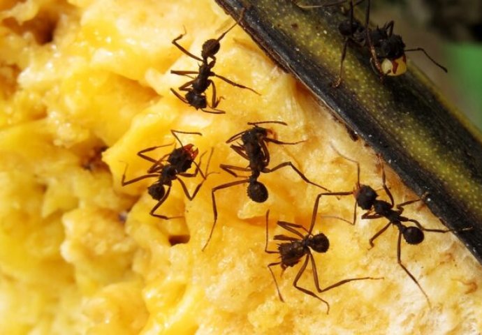 Vjeruje se da mravi nagovještavaju buduće događaje: Evo kada oni slute na ZLO i donose NESREĆU u dom