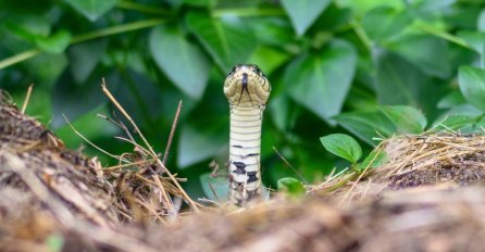Ovi mirisi mogu privući zmije u vaše dvorište: AKO OVO NANJUŠE, ETO IH STIŽU