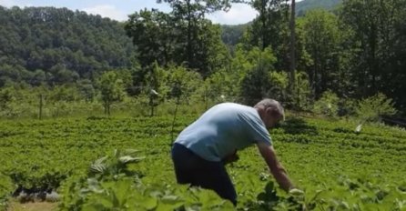 OSMAN GODINAMA ŽIVIO OD KORNIŠONA, SADIO I BRAO, A ONDA PREŠAO NA OVU VOĆKU! Otad digli dvije kuće, a kolika mu je zarada nije krio