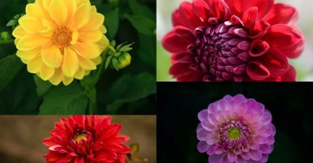 Ukras ljetnog vrta: Cvijet koji dolazi u više od 40 boja može izdržati sušu i lagan je za održavanje