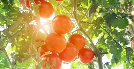 SVAKI BAŠTOVAN TREBA ZNATI: Kako spasiti plodove voća i povrća od prejakog sunca