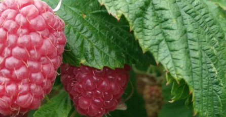 Zbog prošlogodišnjih problema bit će umanjena proizvodnja malina u ZDK