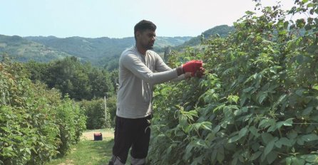 ZA DAN NABERE 60 KILA MALINA! INDIJAC SE PRESELIO U SRBIJU I ZAPOSLIO SE: Mještani ga obožavaju