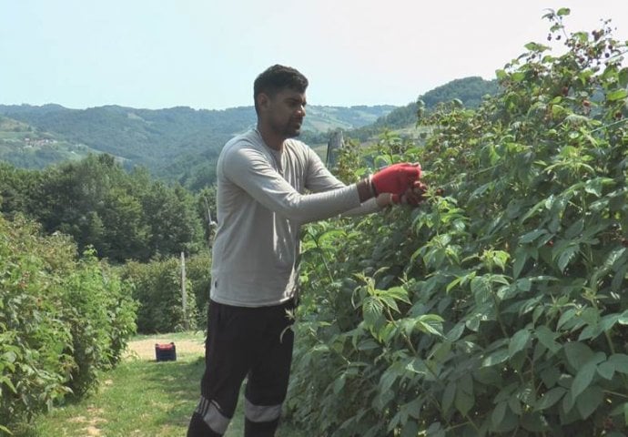 ZA DAN NABERE 60 KILA MALINA! INDIJAC SE PRESELIO U SRBIJU I ZAPOSLIO SE: Mještani ga obožavaju