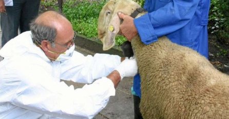 Alarm stručnjaka: Značajan rast broja oboljelih od bruceloze u Zeničko-dobojskom kantonu