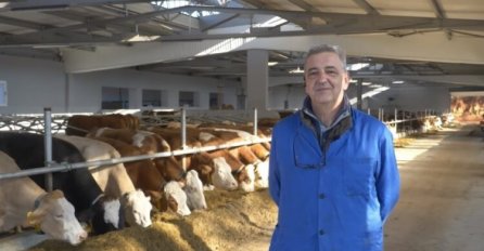 Farmer iz BiH svakoj kravi kupio dušek od 200 maraka: EVO ZAŠTO