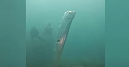 RONIOCI OSTALI HIPNOTISANI KADA SU UGLEDALI NEMAN! Zovu je riba SUDNJEG DANA, vjeruje se da je izuzetno LOŠ ZNAK kad ispliva (VIDEO)