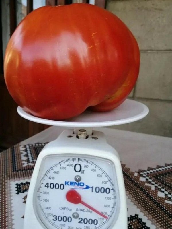 3531004-132132132132-ff