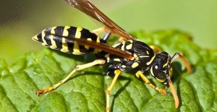 Nemojte saditi ove biljke ako ne želite ose u dvorištu