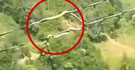 JEZIV SNIMAK ZMIJE U BOSNI Svi ostali u šoku kad su vidjeli kako se ponaša: Ljudi moji... (VIDEO)