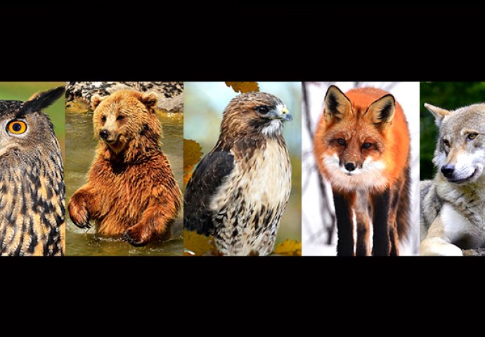 TEST: Koja vas od OVIH 5 životinja najviše privlači? ODGOVOR OTKRIVA NEŠTO JAKO FASCINANTNO O VAMA