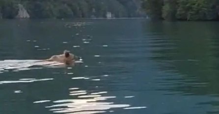 Medvjed snimljen kako kako pliva u Drini: POGLEDAJTE VIDEO