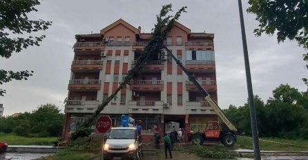 OGROMNO STABLO SE SRUČILO NA ZGRADU U PANČEVU: Nevrijeme prouzrokovalo haos, DRAMATIČNI PRIZORI! U toku akcija uklanjanja (VIDEO)