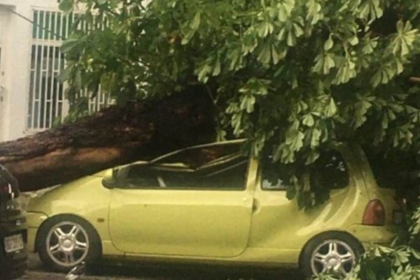 KATASTROFALNI PRIZORI U SRBIJI – DRVO SMRSKALO AUTOMOBIL: Ljudi u panici, a evo ko će da plati štetu ako vam se to desi!