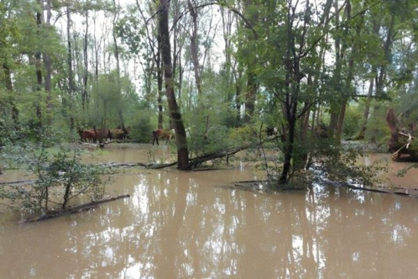 PRIČA DOBILA SRETAN KRAJ: Svih 150 konja koji su zbog poplava bili zarobljeni u Odranskom polju je spašeno