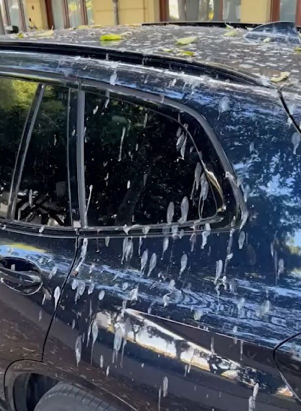 1691153545097-automobil-galebovi-pula-830x0