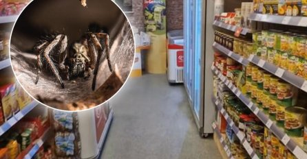 KARAMBOL U SUPERMARKETU! Evakuisali ga i zatvorili zbog OPAKOG PAUKA: Ugriz je koban, a može uzrokovati i TRAJNU EREKCIJU