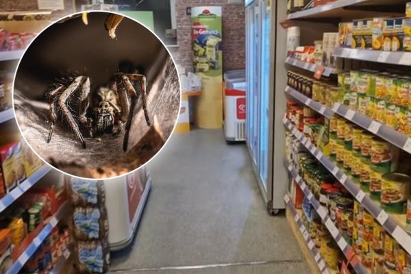 KARAMBOL U SUPERMARKETU! Evakuisali ga i zatvorili zbog OPAKOG PAUKA: Ugriz je koban, a može uzrokovati i TRAJNU EREKCIJU