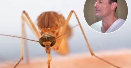 "GROZNICA ZAPADNOG NILA JAVLJA SE ČESTO BEZ SIMPTOMA!" Doktor otkriva: Može da zaliči na GRIP - evo kako da se ZAŠTITIMO