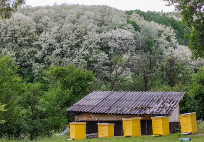 KO POLOMI GRANU, UMIRE ZA MANJE OD GODINU DANA: Ovo drvo donosi nesreću, mnogi ga neće pored kuće ni za živu glavu