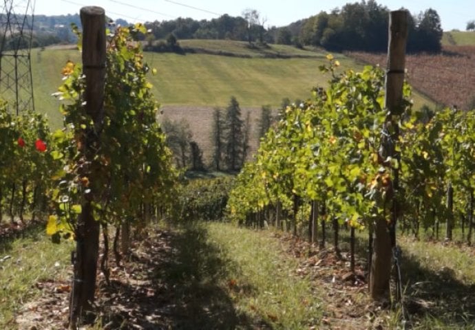 Francuska plaća vinare da unište svoje vinograde