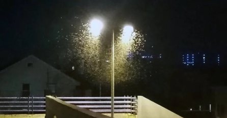 Banjaluku preplavili sitni, zeleni skakavci: Privlači ih svjetlost