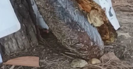 Turisti iz Mađarske vadili periske iz mora! Policija i ronioci im očitali bukvicu: 'ŠOKIRALI SU SE'