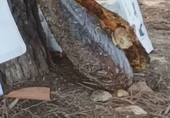 Turisti iz Mađarske vadili periske iz mora! Policija i ronioci im očitali bukvicu: 'ŠOKIRALI SU SE'