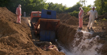 Afrička kuga hara Brčko Distriktom