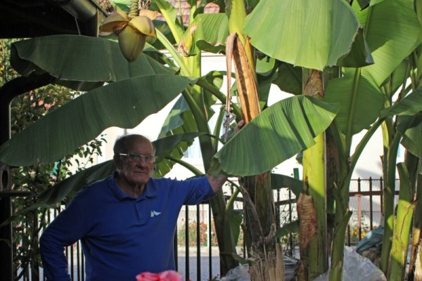 DŽEVAD HAMZIĆ U KAKNJU UZGAJA BANANE, KIKIRIKI, KAO I LUBENICE KOJE ZNAJU TEŽITI I 17 KILOGRAMA!