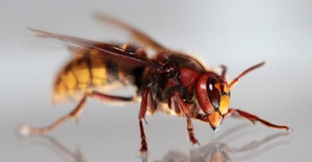 GENIJALNA IDEJA: Postavila ovo na uglu terase i zauvijek otjerala stršljenove