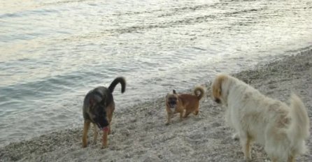 ANKETA: Smetaju li vam psi na plaži?