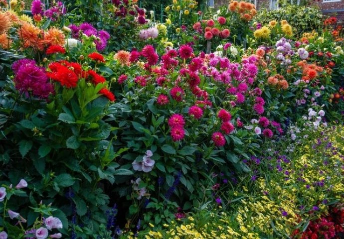 Ovo cvijeće treba da ima svako dvorište: Privlači NOVAC, pozitivnu energiju i BLAGOSTANJE u porodici