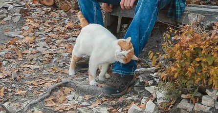 TRLJA LI SE MAČKA UZ VAŠE NOGE: Evo šta vam pokušava reći