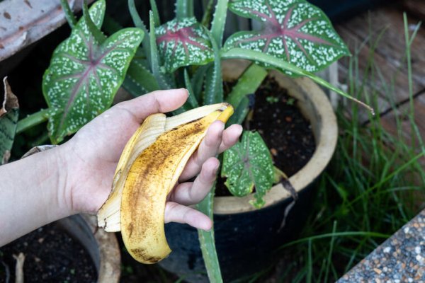 ZAŠTO JE KORA OD BANANE NAJBOLJE ĐUBRIVO ZA VAŠE BILJKE? Napravite pogonsko gorivo za rast bašte i sobnog cvijeća