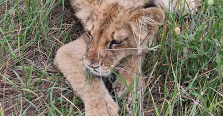 NA PUTU KOD SUBOTICE PRONAĐEN LAV Najveći šok uslijedio kad su iz ZOO vrta rekli: "Nije od nas pobjegao!" (FOTO)