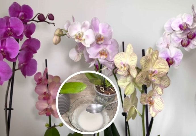 Umjesto vodom, orhideju zalivajte ovim: Samo 2 kašike su dovoljne da cvjeta kao luda tokom cijele godine