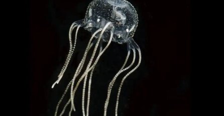 POSEBNA VRSTA MEDUZE: Ova malena meduza pokazuje da za učenje nije potreban MOZAK