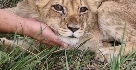 Uginula mala lavica Kiki