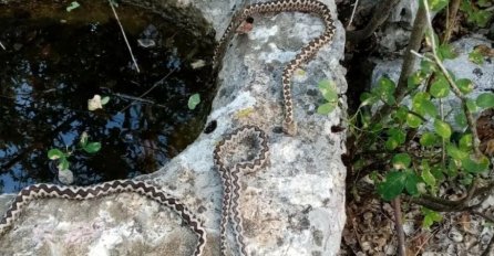 Zasjeda zmija otrovnica šokirala iskusnog ljubitelja prirode: ‘Oblio me znoj...‘