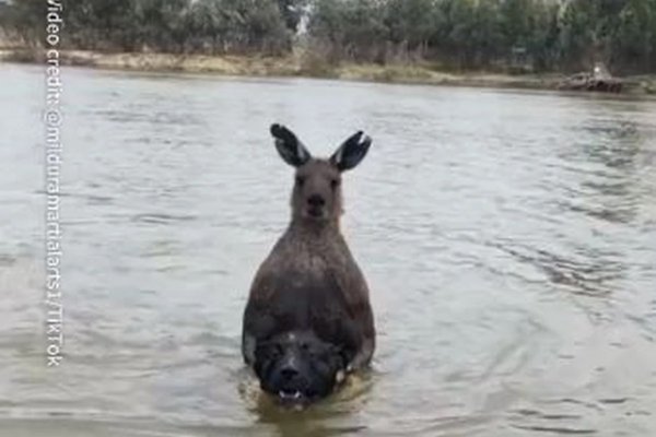 PATOSIRAO GA K'O BOKSER: Video je kako mu kengur davi psa, u sljedećem trenutku, BIO JE U NOKDAUNU (VIDEO)