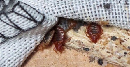 NAJEZDA STJENICA: Kakve su probleme Sarajlije doživjele sa ovim “krvopijama”