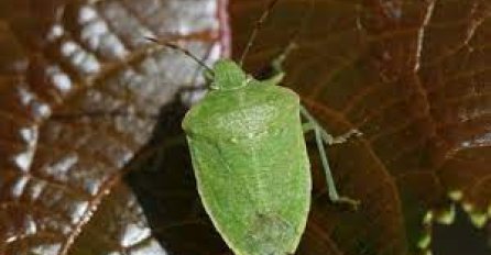 DA LI VAM SMRDIBUBE OKUPIRAJU KUĆU OVIH DANA?  To je SJAJNA stvar, evo i zašto!