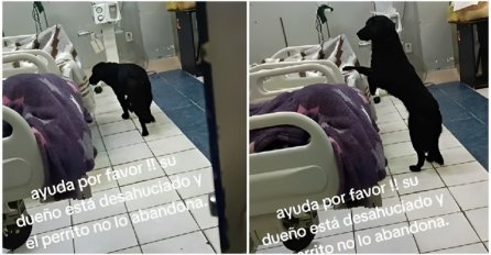 Nevjerojatna priča: Pas danima bio uz svog vlasnika u bolnici, a onda ostao napušten