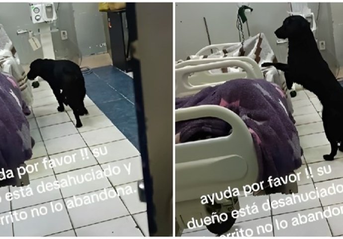 Nevjerojatna priča: Pas danima bio uz svog vlasnika u bolnici, a onda ostao napušten