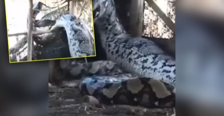 UHVAĆEN MONSTRUM IZ ŠUME: Seljaci ga vezali, ograda se trese dok pokušava da se oslobodi, snimak od koga se DIŽE KOSA na glavi