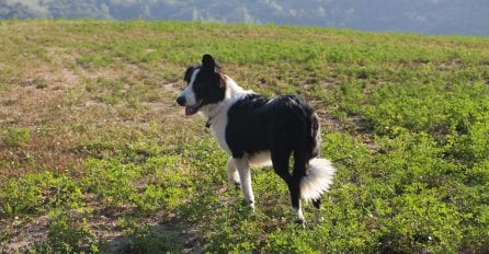 Zašto vaš pas jede travu: Ako mislite da ga boli stomak - POGRIJEŠILI STE